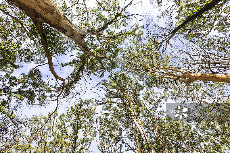 博拉纳普森林图片素材