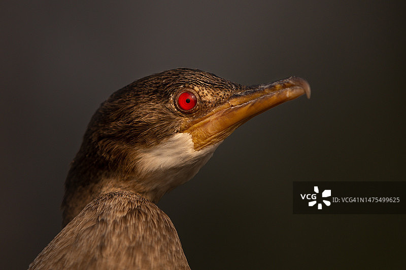 乔贝河上的鸬鹚肖像图片素材