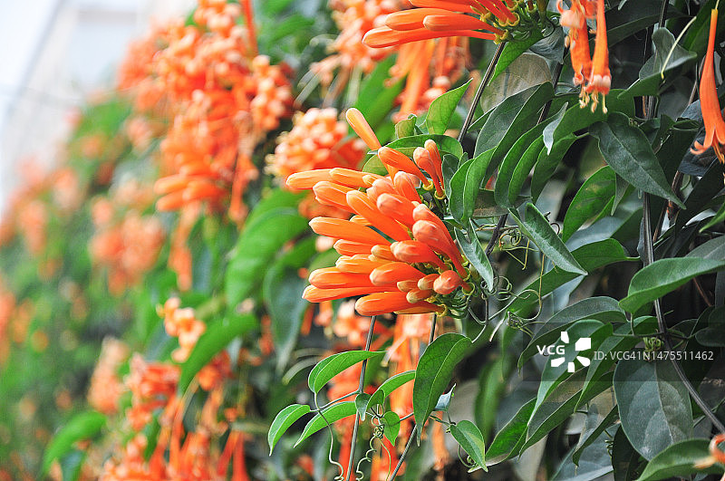 中国广东江门春天盛开的橙色炮仗花图片素材