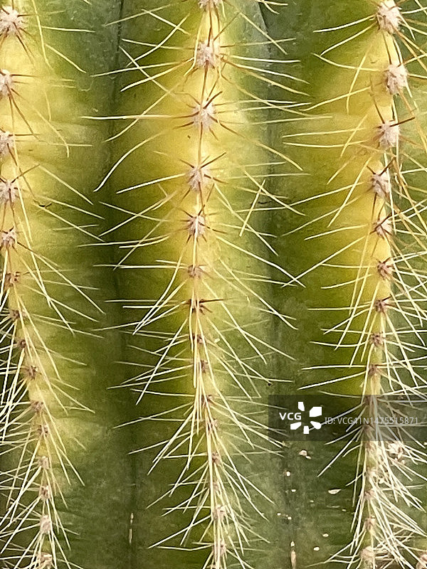 近距离观赏金琥仙人球图片素材