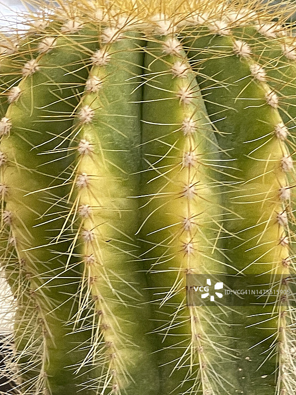 近距离观赏金琥仙人球图片素材