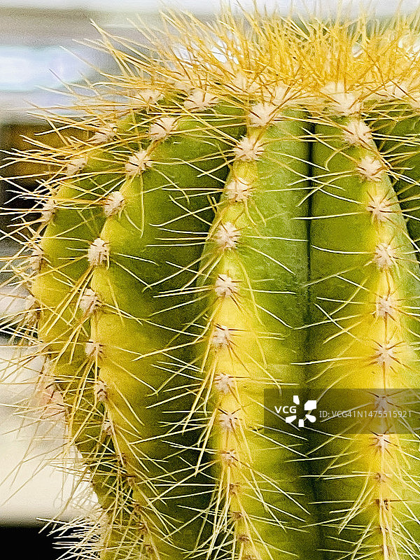 近距离观赏金琥仙人球图片素材