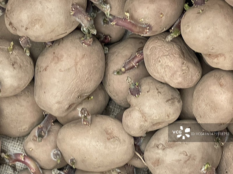 特写镜头中的散装种薯图片素材