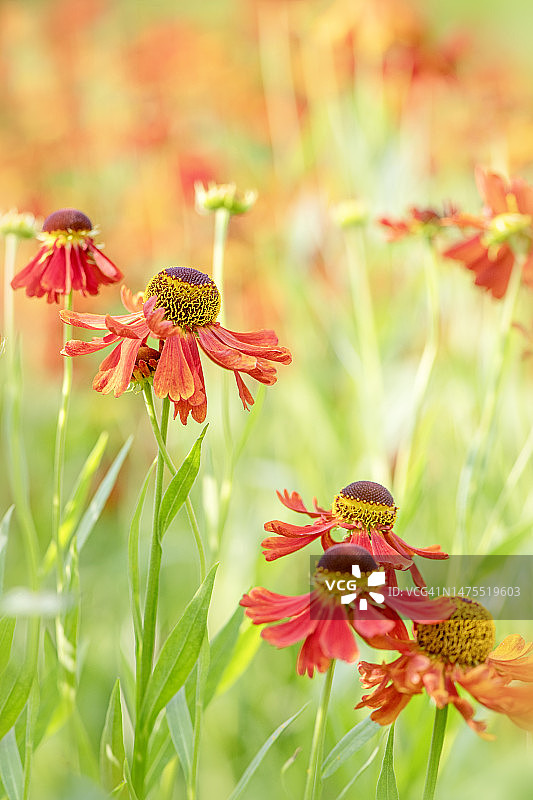 美丽的夏日橙色 helenium 花朵，也称为普通喷嚏草、假向日葵、海伦之花、黄色星星图片素材