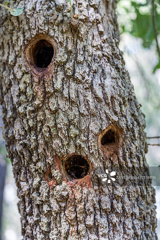 黑松上的啄木鸟洞图片素材