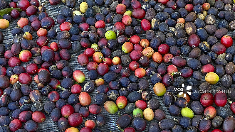 西班牙大加那利岛：阿加埃特山谷附近种植的咖啡豆图片素材