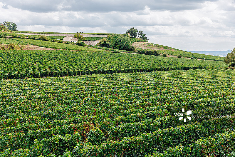 法国圣埃米利永附近的葡萄园图片素材