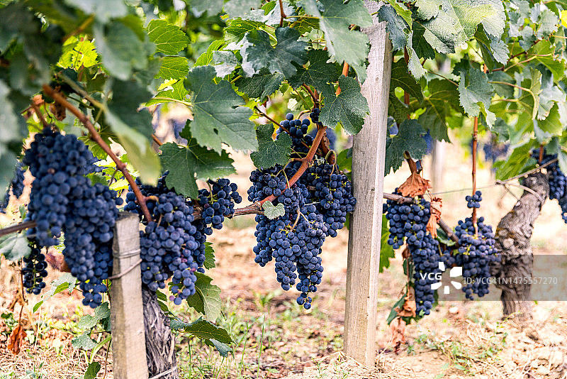 法国波尔多葡萄园的成熟葡萄图片素材