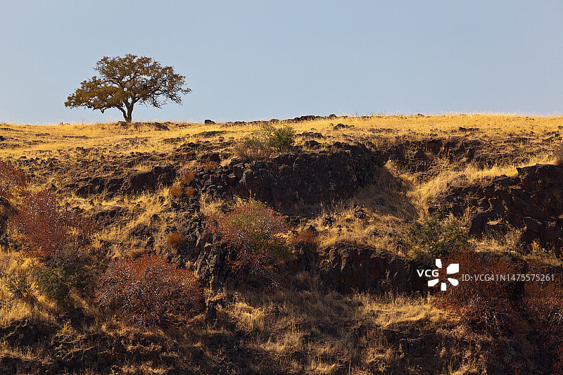 山顶上的一棵远处的树图片素材