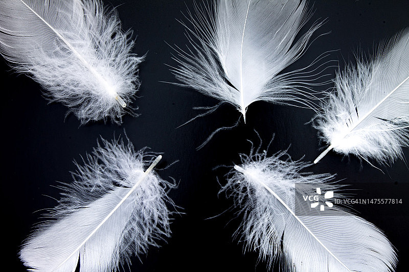 黑色背景上的五根白色小鸟羽毛图片素材