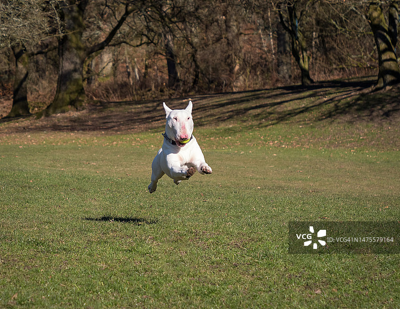 女子在英国的田野上跳跃全身照图片素材