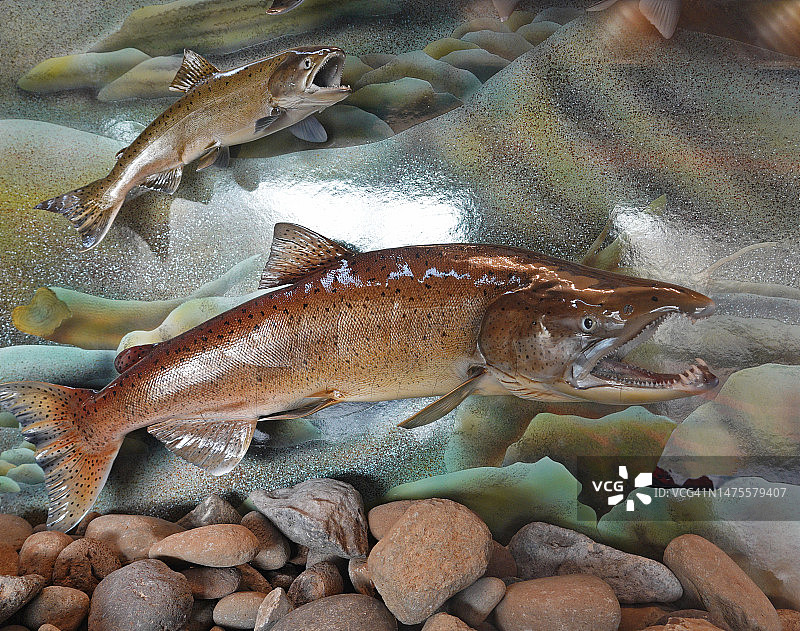 奇努克鲑鱼春季展示图片素材