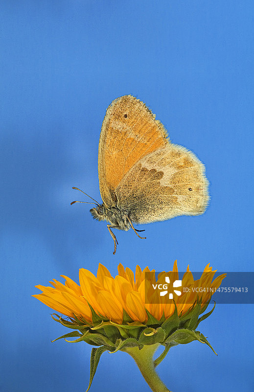 赭色环蝶图片素材