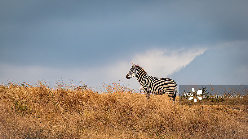 平原斑马的侧视图，站立在坦桑尼亚恩戈罗恩戈罗火山口的草地上图片素材