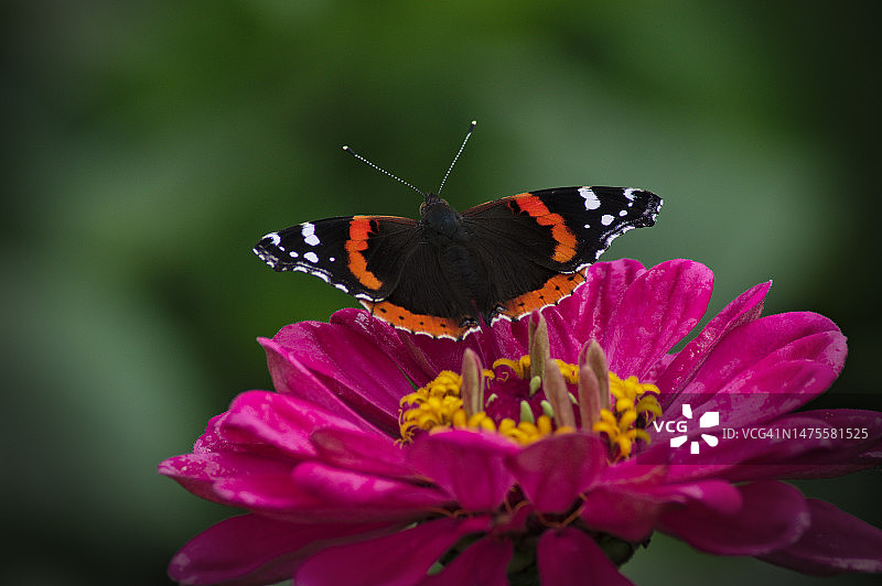 蝴蝶在粉色花朵上采蜜特写，加拿大蒙特利尔图片素材