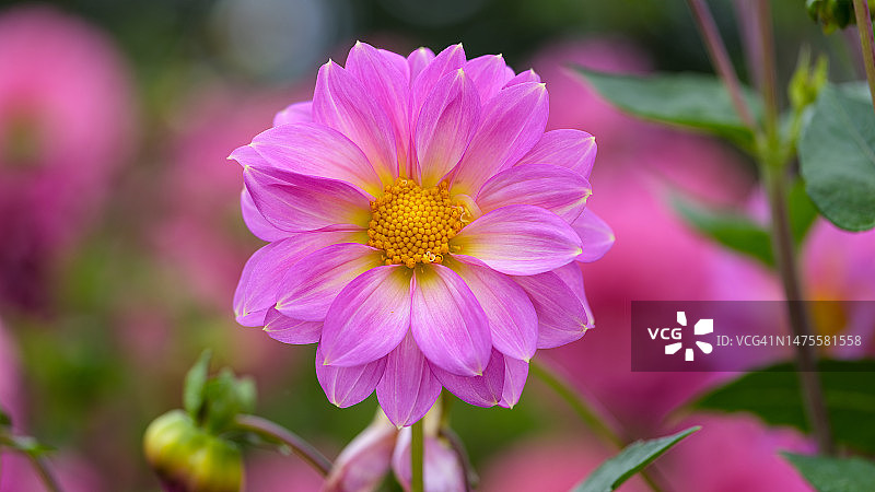 维多利亚州谢珀顿的粉色植物特写图片素材