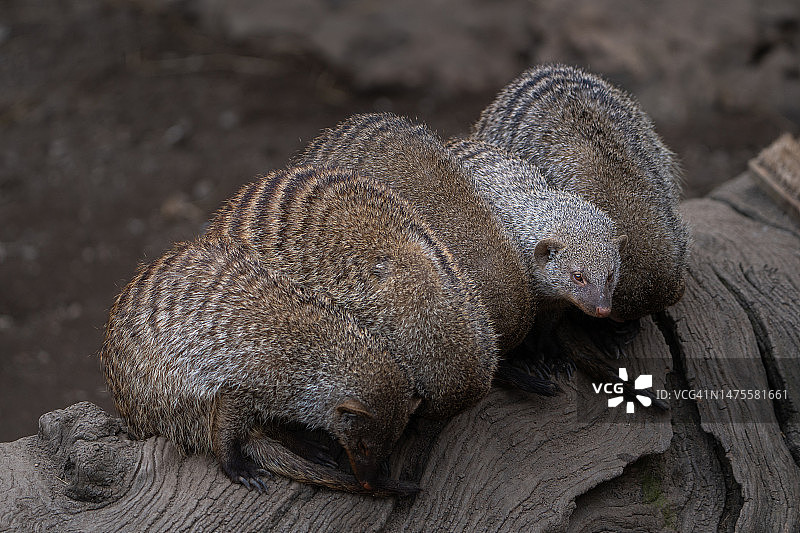 树干上的考拉特写，西班牙图片素材