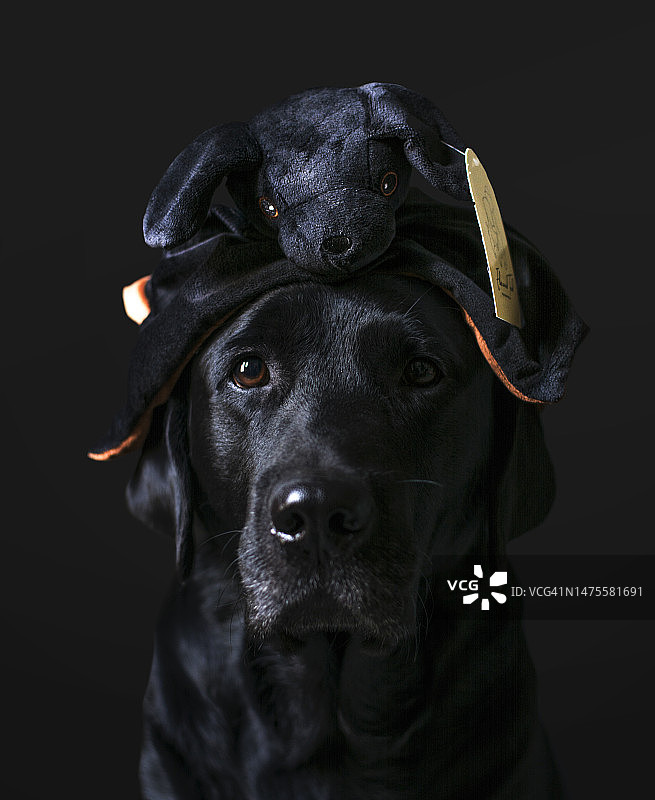 黑色拉布拉多寻回犬特写，黑色背景图片素材