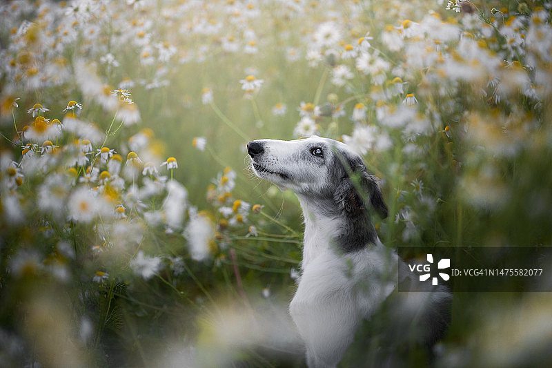 波兰田野啮齿动物特写图片素材