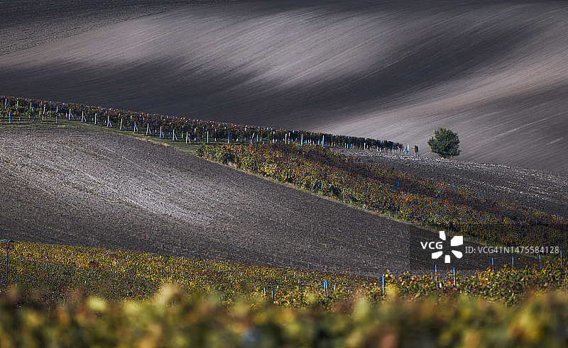 秋季摩拉维亚葡萄园田野波浪图片素材