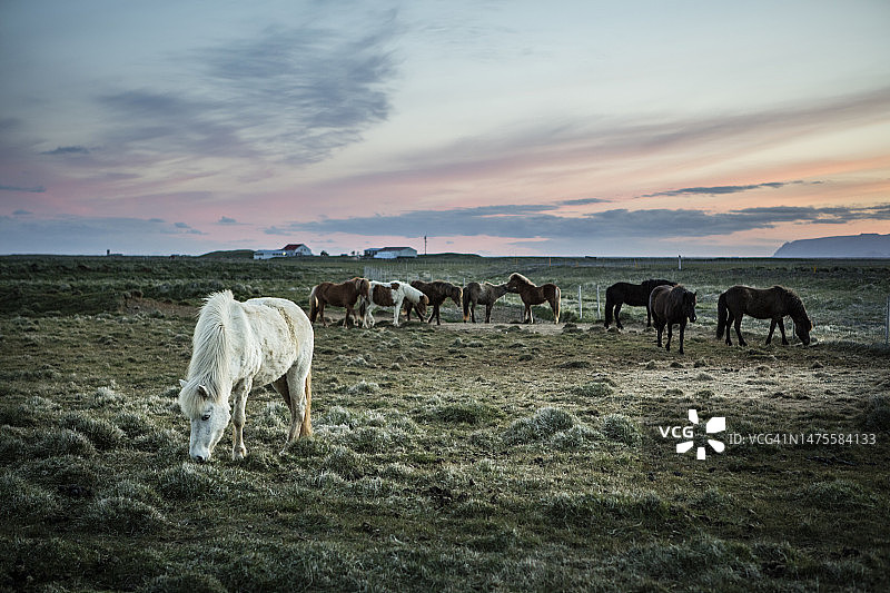一群羊图片素材