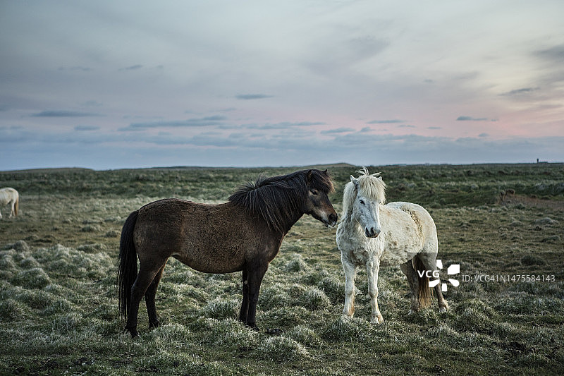 两匹马站在田野上，以天空为背景图片素材
