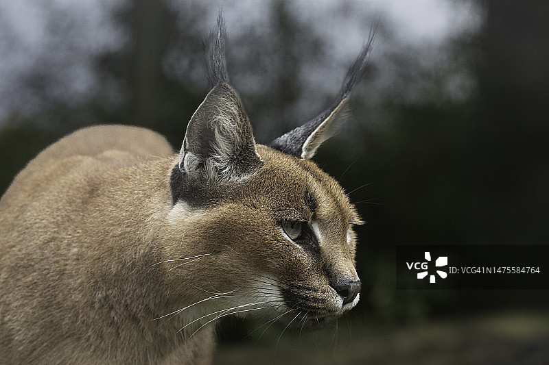 猫的特写，斯马登，阿什福德，英国图片素材