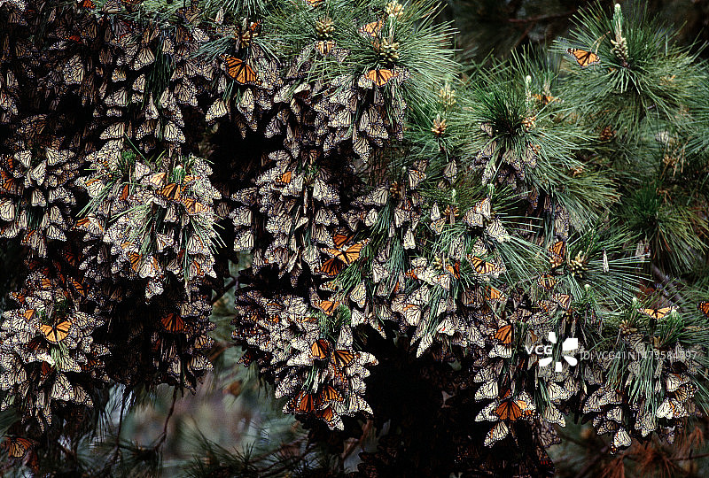 帝王蝶群聚取暖图片素材