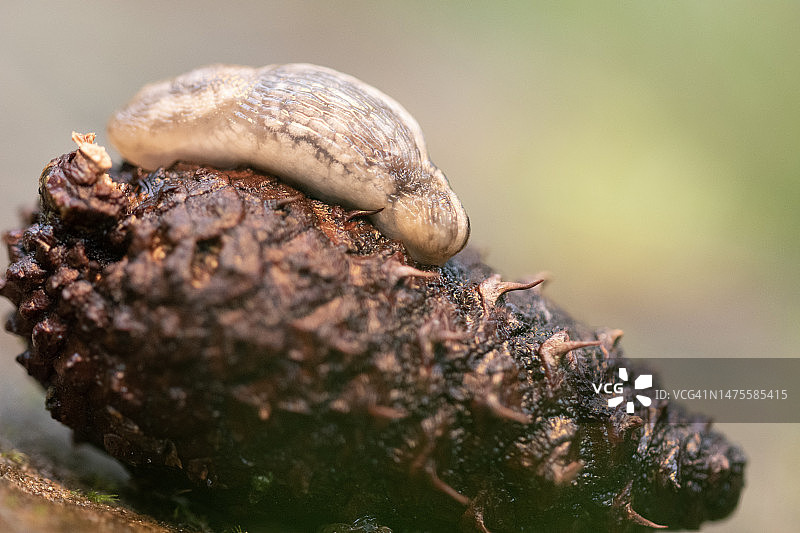森林中松果上的蛞蝓，秋季，英国谢菲尔德图片素材