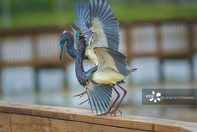 栖息在木桩上的苍鹭特写，美国奥兰多湿地公园图片素材