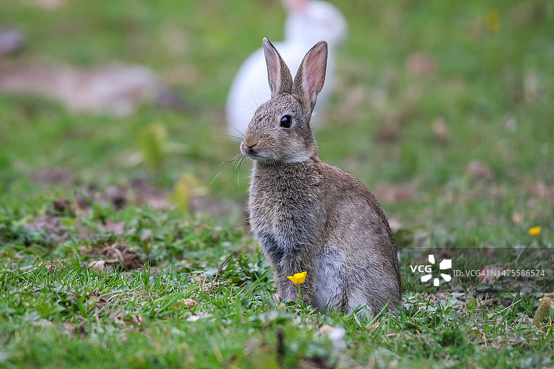 原尾兔在田野特写图片素材
