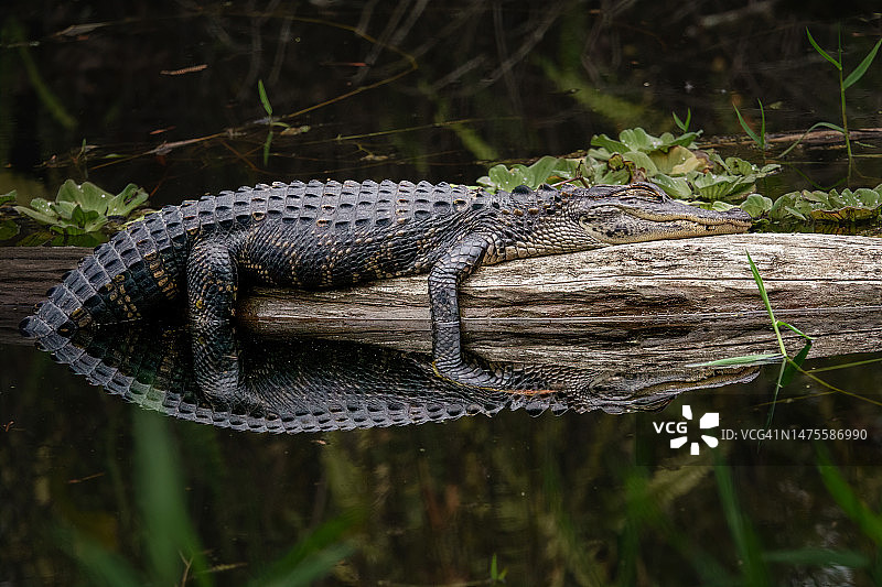 树上的蛇的特写，船员鸟类栖息地沼泽小径，美国，鸟类栖息地沼泽小径，美国图片素材