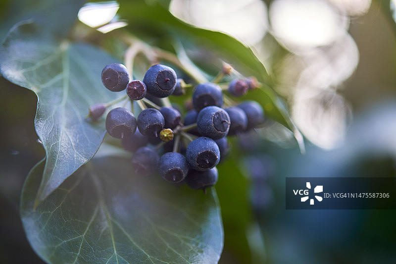 生长在植物上的蓝莓特写，德国图片素材