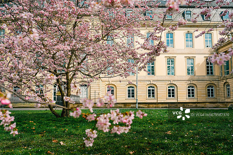 盛开的粉白色樱花树，汉诺威春季城市景观图片素材