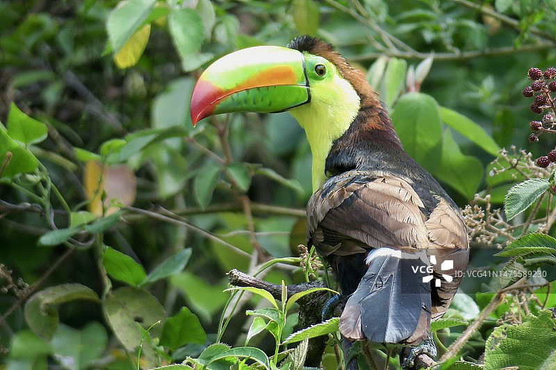 犀鸟栖息在树枝上的特写图片素材