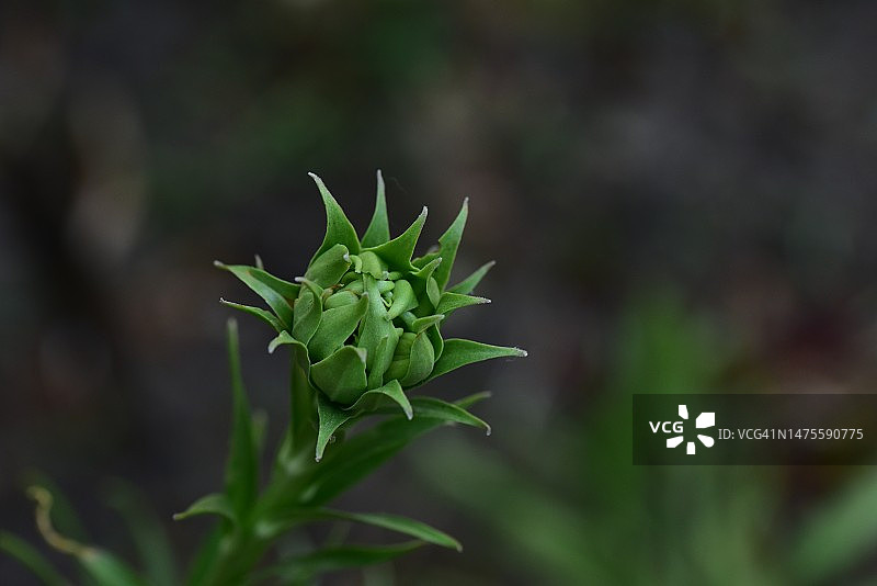 阳光下美丽的彩色春花特写图片素材