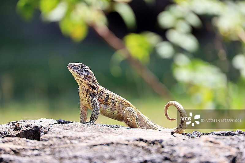 古巴巴拉德罗岩石上的熔岩蜥蜴特写图片素材