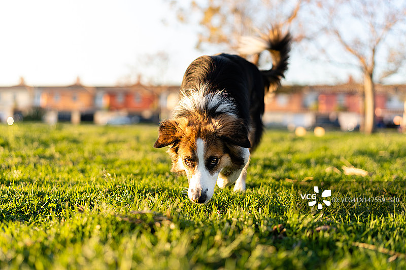 日落时分在公园里嗅草的三色边境牧羊犬图片素材