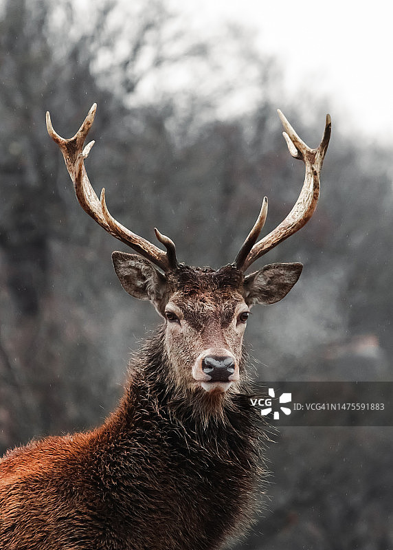 英国里士满森林里的红鹿肖像图片素材