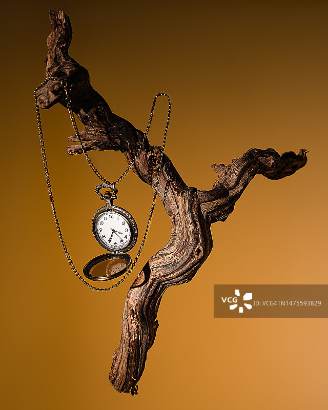 日落时莫斯科树木的特写图片素材