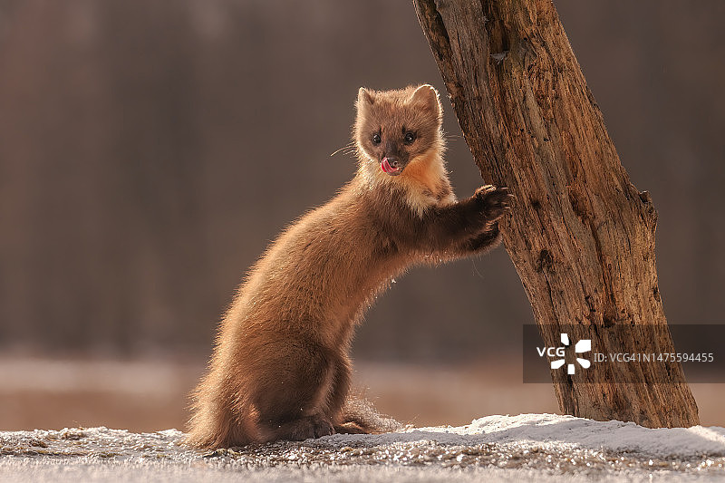 波兰树干上的松鼠特写图片素材