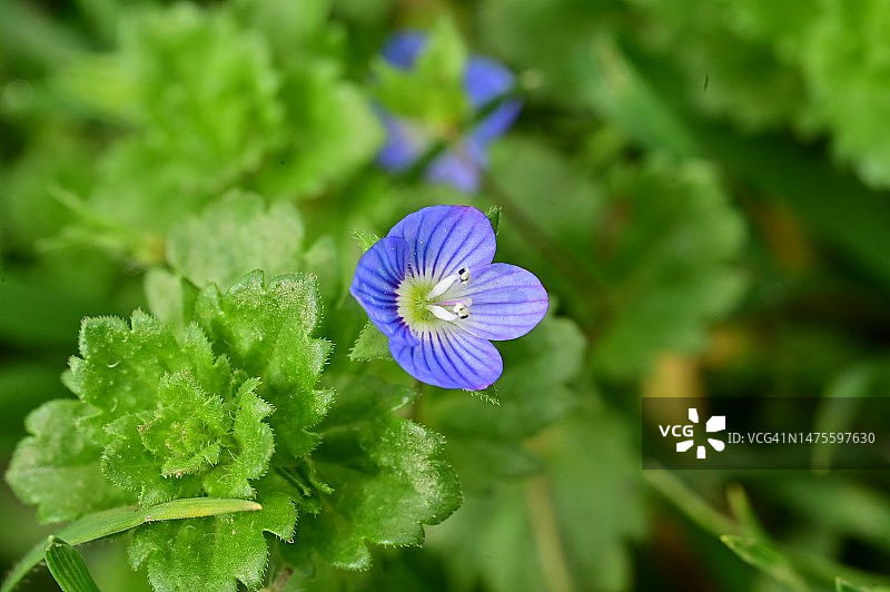 塞尔维亚，在阳光下，非常漂亮的五彩缤纷的春天花朵图片素材