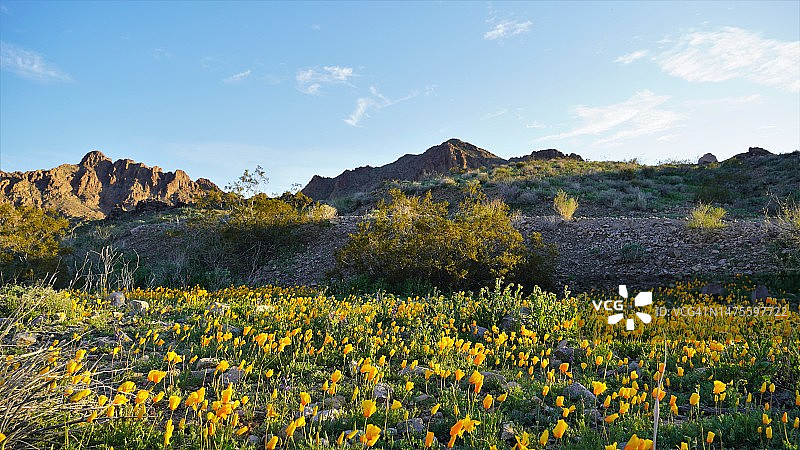 美国亚利桑那州奥特曼的鲜花田野风光图片素材