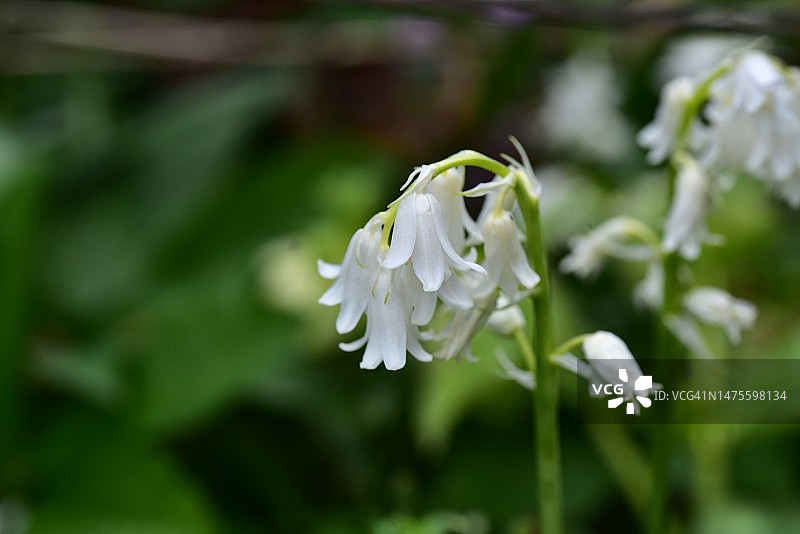 阳光下美丽的彩色春花特写，塞尔维亚图片素材