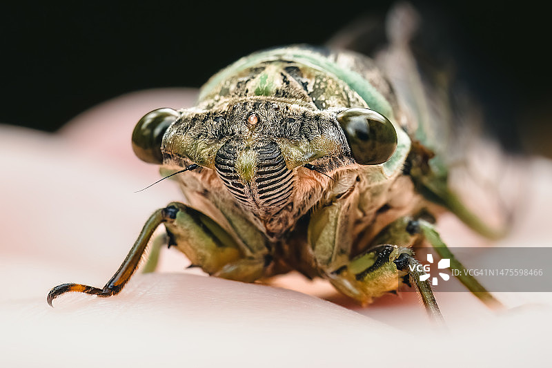 绿色蝉科昆虫正面特写，美国纽约图片素材