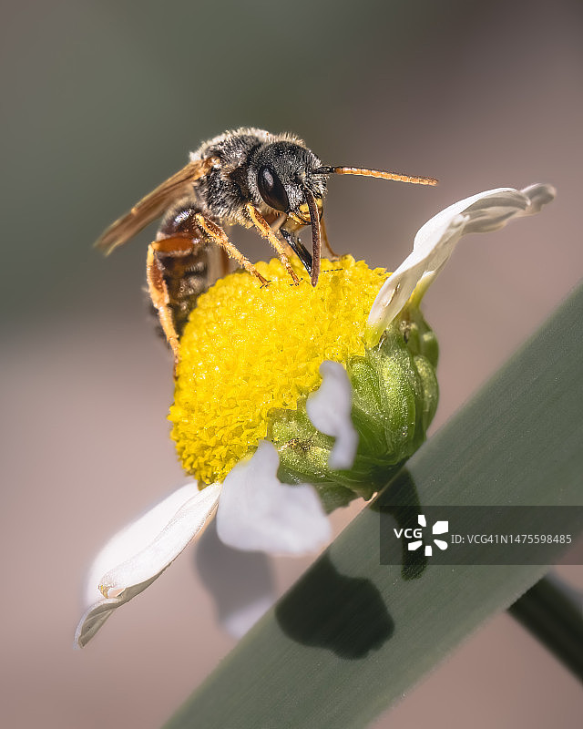 美国纽约，白色和黄色洋甘菊花上的深色汗蜂图片素材