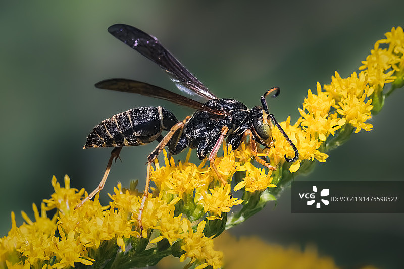 纽约，美国，金色黄花上的雄性北方纸胡蜂图片素材