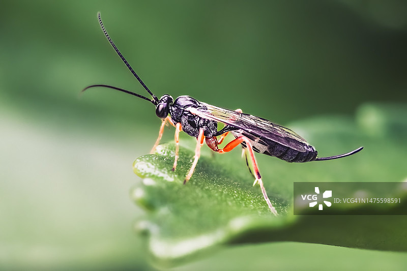 美国纽约绿叶上的小姬蜂图片素材
