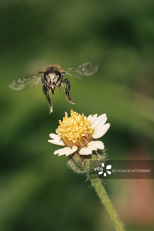 蜜蜂在花上采蜜特写，印度尼西亚北马鲁古群岛图片素材