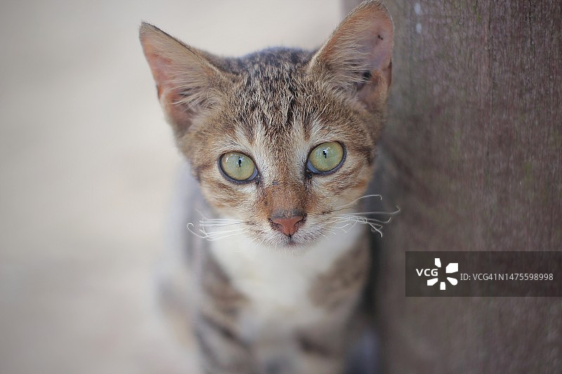 猫的特写肖像，印度尼西亚图片素材